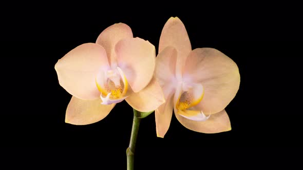 Opening Beautiful Peach Orchid Phalaenopsis Flower