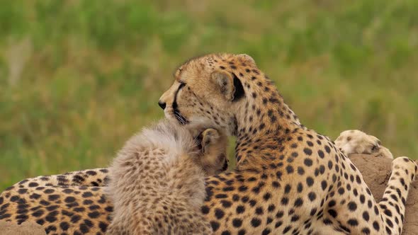 Cute Scene of Baby Cheetah Climbing on Mother Playful Learning About Nature Around