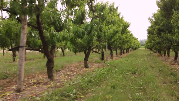 Cherry Plant Trees Agriculture Plantation