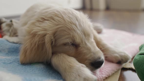 Sleeping Golden Retriever Puppy