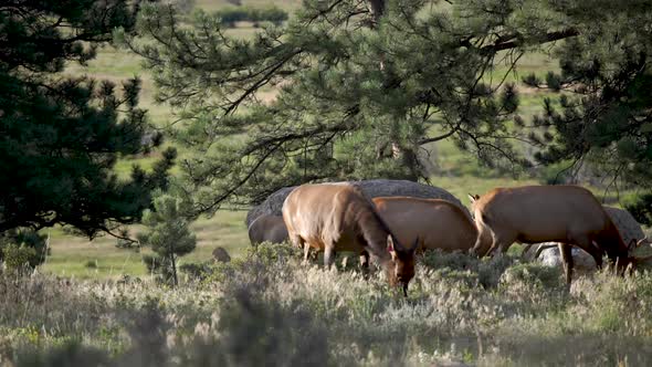 Heard of elk grazing in forest