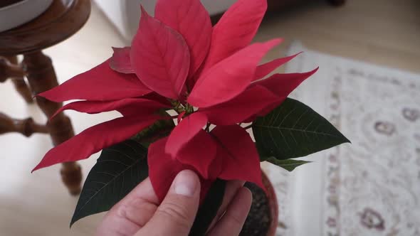 Ataturk (christmas star) flower,poinsettia,close-up,ornamental flowers,