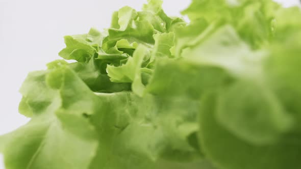 Green oak fresh lettuce planted in the Hydroponics style is beautifully placed and slowly rotating.