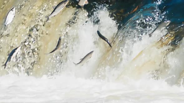 Flying fish in Kuldiga Waterfall on the rapids of Venta