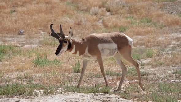 Pronghorn Antelope stops walking in the Utah desert