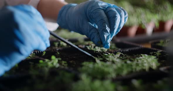 Agriculture Farmer Transplants Seedlings of Microgreens in the Greenhouse  60p Prores