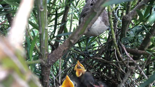 Hungry Hatchlings Of A Chalk-browed Mockingbird On Nest Open Mouth For Food - close up, high angle