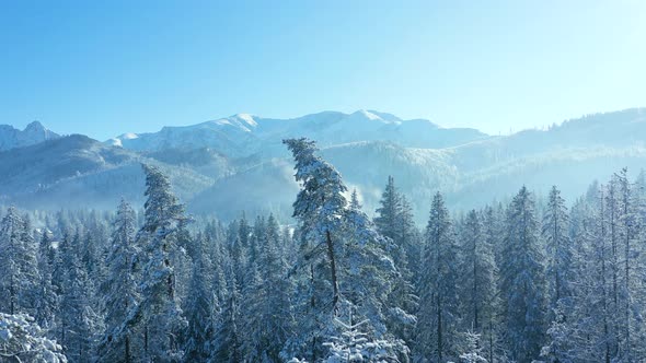 Flight Over a Fabulous Snowcovered Forest on the Slopes of the Mountains Rocky Mountains in the