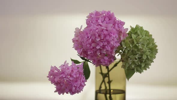 Pink and Green Hydrangea sitting in water on a flower vase. Indoors still, background.