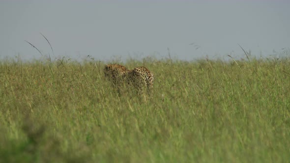 Cheetah walking in plains