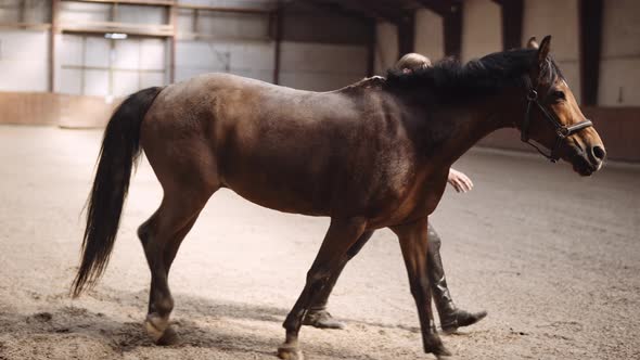 Horse Trotting With Young Woman Around Paddock