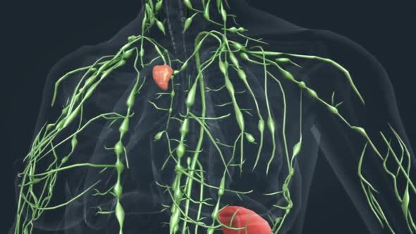 Lymph nodes and Thyroid glands