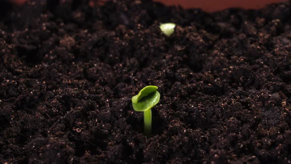 Plant Growing Timelapse Sprout Germination Close Up Macro