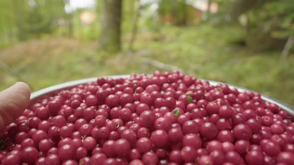 CLOSE UP, freshly foraged Lingonberries are placed on a forest floor