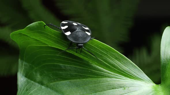 Domino Roach on crawling on a leaf