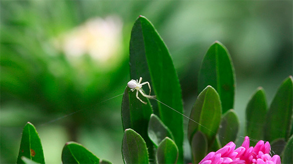 Small crab spider.