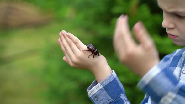 A Rhinoceros Beetle Runs on Boy Hand