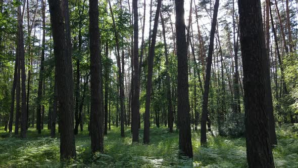 Trees in the Forest By Summer Day