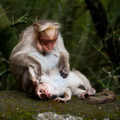 Mother macaque monkey cleaning her baby in bamboo forest. South - PhotoDune Item for Sale