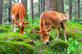 Cow and little calf  at grassy meadow in forest. India - PhotoDune Item for Sale