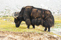 Wild yak in Himalaya mountains. India, Ladakh - PhotoDune Item for Sale