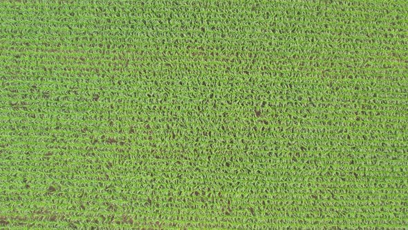 Green Corn Crop Fields on a Sunny Day Aerial Shot Fly Over with Drone