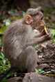 Small monkey eating food in bamboo forest. South India - PhotoDune Item for Sale