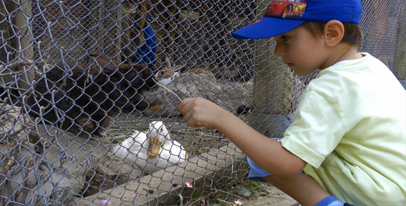 Kid Feeding Ducks