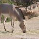 Two Donkeys Walking and Grazing Straw in Countryside on Sunny Day in Summer  - VideoHive Item for Sale