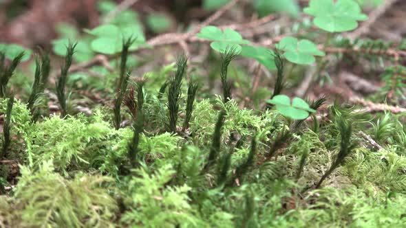 Mixed Moss Plants in Natural Habitat