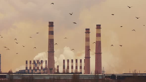 Flock of birds on the background of tall pipes of an industrial plant.