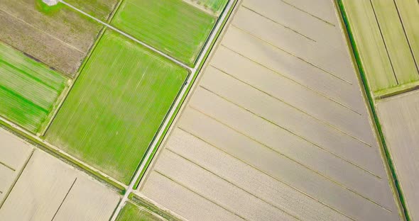 Boundless Fields Crosses By Tracks with Sprouting Plants