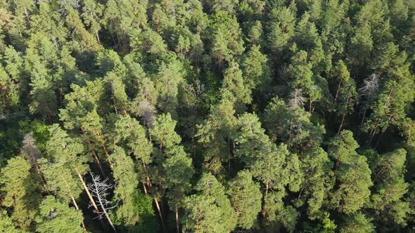 Aerial View of Trees in the Forest. Ukraine