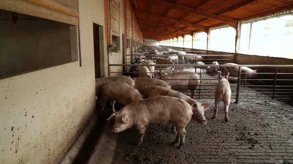 Travelling on a pig farm with many pigs