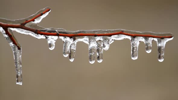 Frozen Icicles