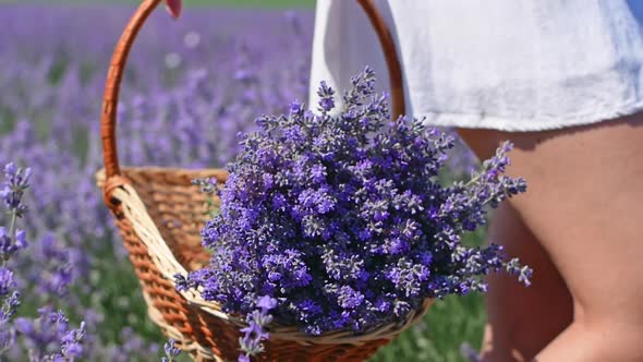 A young woman in a hat and white dress holds a wicker basket with lavender flowers.