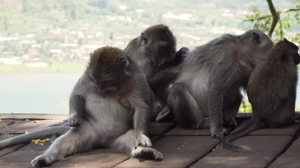 Monkeys in the Forest in Bali.