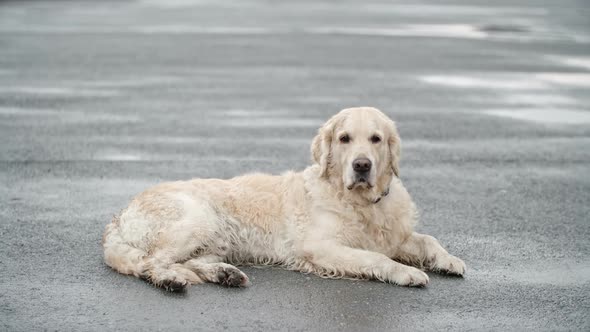 Resting Golden Retriever