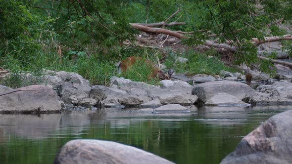 Scared wild deer walking along shore of lake between stones and rocks looking for food. Beautiful wi