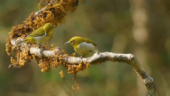 A pair of Oriental White eye birds sits on a moss covered branch to go down to drink water in the su