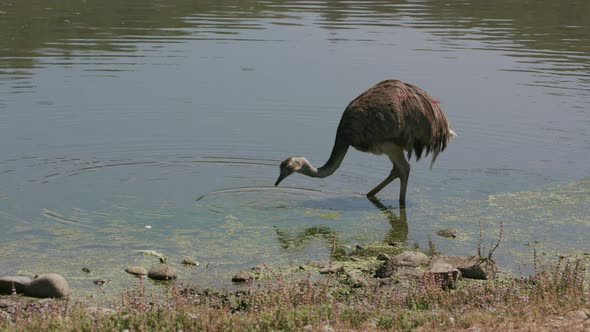 Rhea drinking from pond at wildlife park