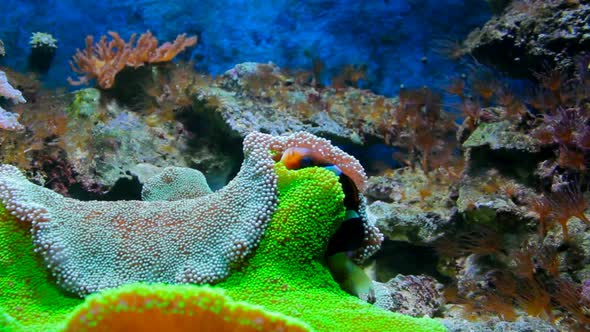 Sea life with big clownfish