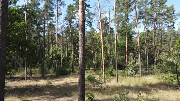 Natural Landscape in the Forest During the Day