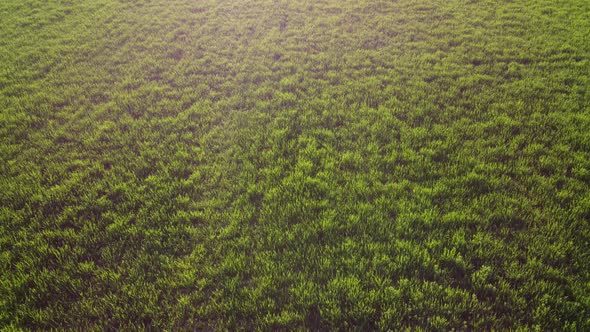 Aerial View on Green Wheat Field in Countryside