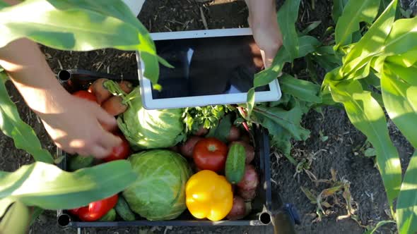 At a vegetable farm, male businessmen analyze the quality of the vegetable harvest using a tablet.