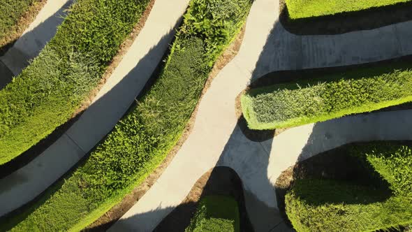 Aerial top down flying over a complex multicursal green hedge maze on an open field at daytime