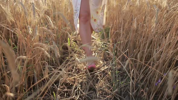 Relaxed Woman Legs Walking in Ripened Wheat Field