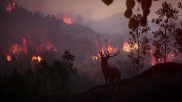 Wildfire Burns a High Mountain Forest 02