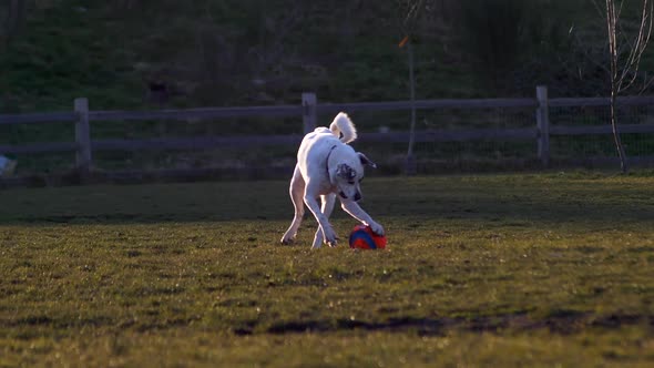 White Dog Chasing And Catching Ball On The Field. - wide shot