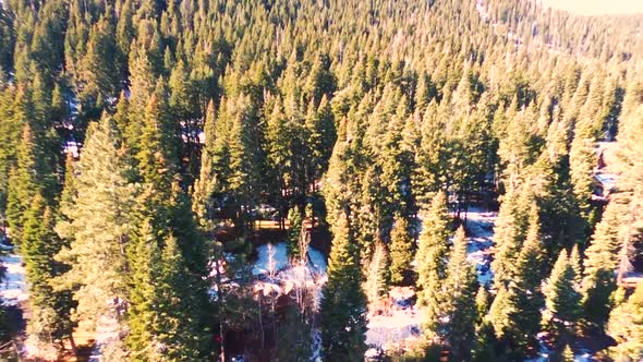 Panoramic Aerial footage of green Jeffrey Pine tree along with blue lake shining with golden sun ray